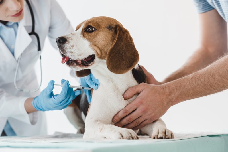 vaccinazioni veterinarie Bergamo