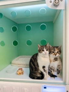 Gatti Degenza Pulita 1.0