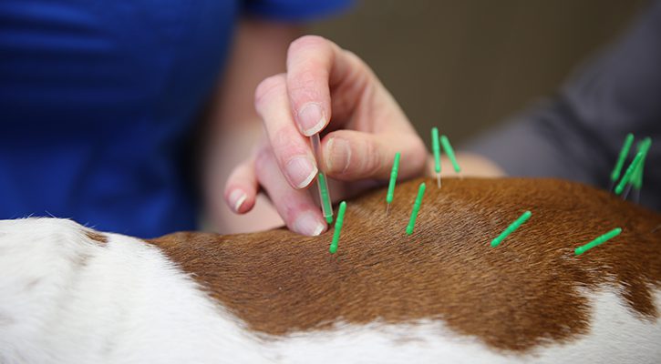 Acupuncture-resized