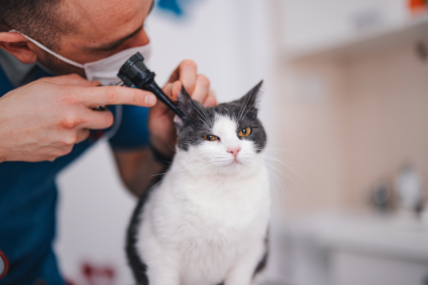 gatto-in-visita-ambulatorio-veterinario